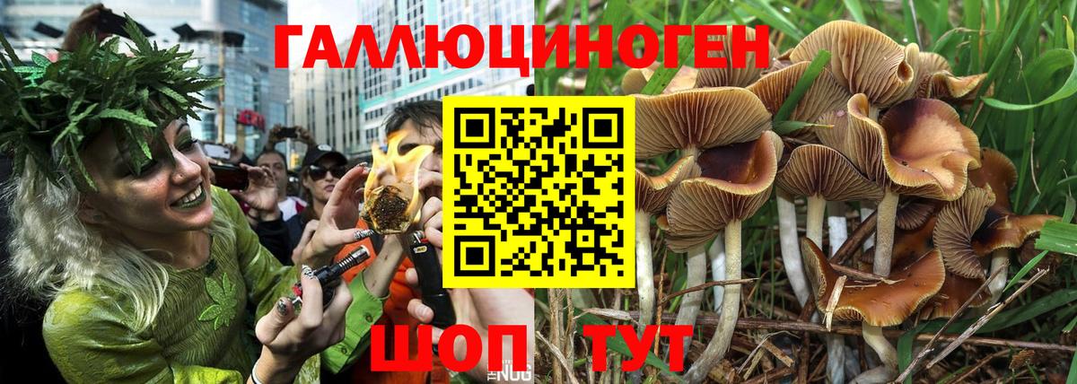 Псилоцибиновые грибы Psilocybe  Вход с VPN  Валуйки 