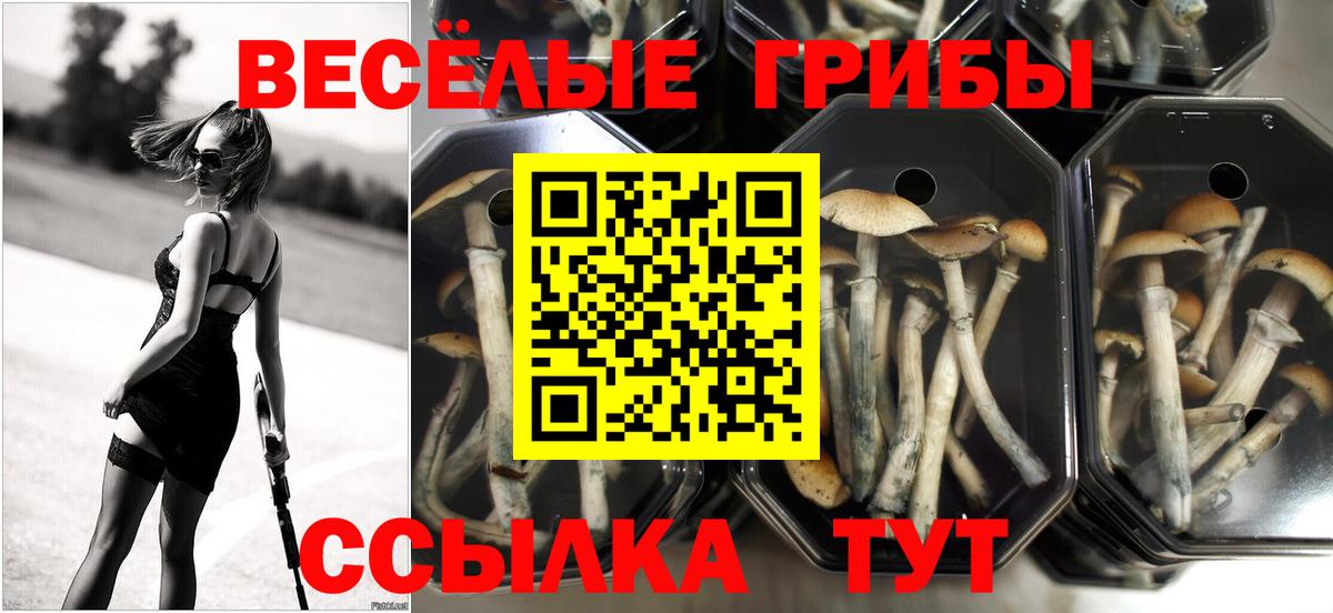 Псилоцибиновые грибы Psilocybe Валуйки